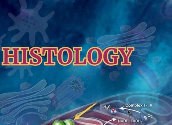 WhatsApp Image 2025-11-24 at 17.31.10_743c50c4