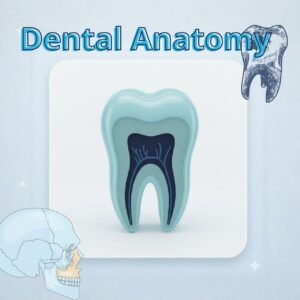Dental Anatomy 2 (October Uni)