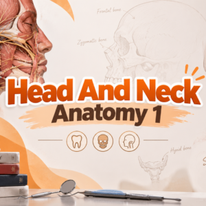 Head and Neck Anatomy 1